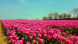 LENTE!